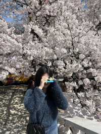 부산 벚꽃명소
