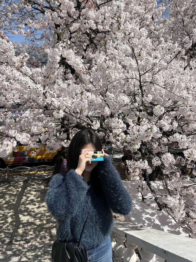 부산 벚꽃명소