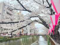 【日本🇯🇵 桜スポット🌸目黒川】