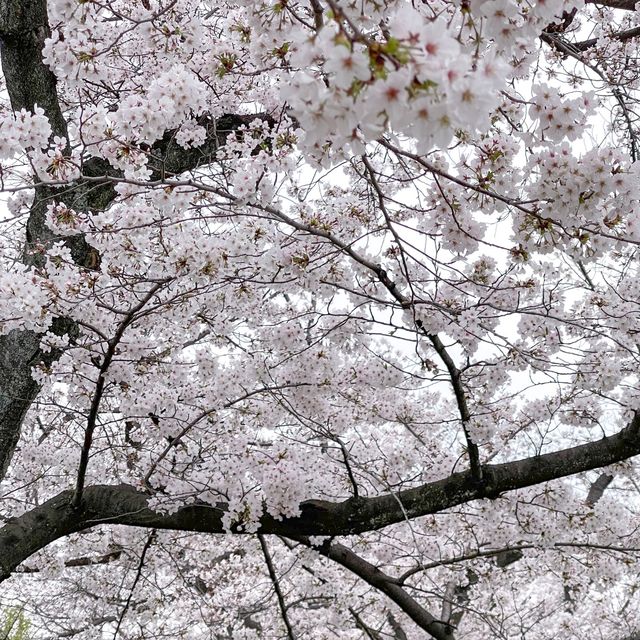 🌸พิกัดลับอุโมงค์ซากุระในฟุกุโอกะ🌸