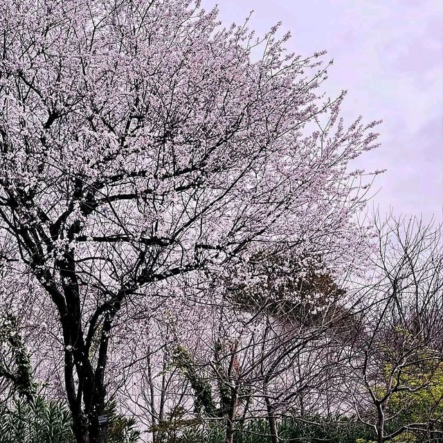 芝公園x 東京鐵塔