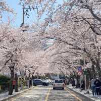 통영 최고 유명한 벚꽃 명소💗 봉숫길에서 인생사진 건지다!