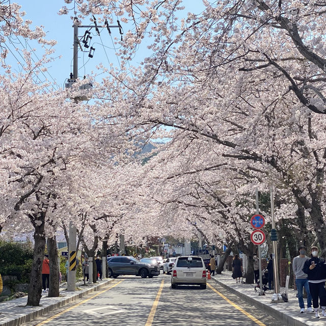 통영 최고 유명한 벚꽃 명소💗 봉숫길에서 인생사진 건지다!