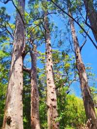 Valley of the Giants Tree Top Walk