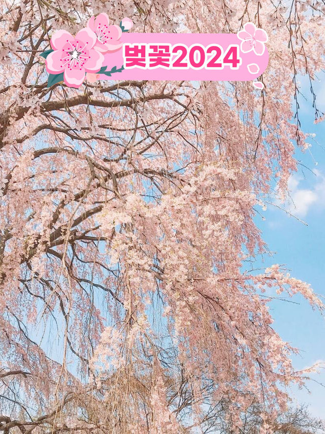 아련함 가득한 수양벚꽃 보고 가세요🌸