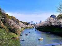 【東京】🌸千鳥淵櫻花🌸盛開，限時春季體驗