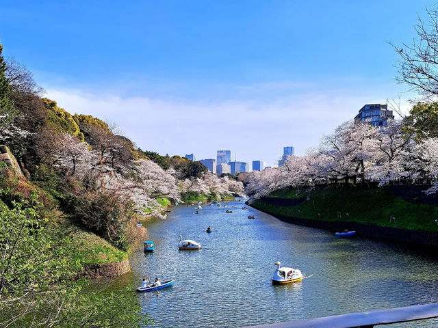 【東京】🌸千鳥淵櫻花🌸盛開，限時春季體驗