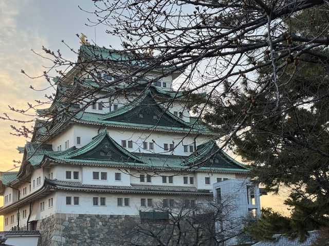 🌸名古屋城櫻花季🌸：粉嫩花海，預測花期查官網