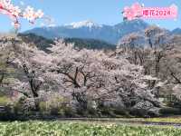山高神代櫻🌸：日本古老巨樹，春季踏青必去