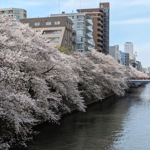 桜満開の目黒川