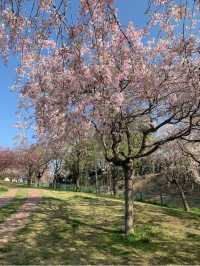 Takao Sakura Park 