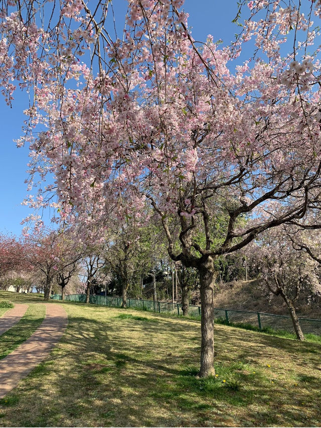 Takao Sakura Park 