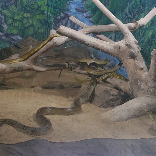 Zoo visit
