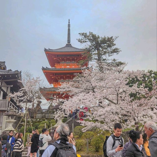 🇯🇵 Kiyomizu-dera temple | Breathtaking panoramic view from sacred temple 😍