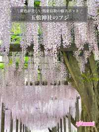 【玉敷神社のフジ/埼玉県】紫色が美しい関東有数の藤スポット 