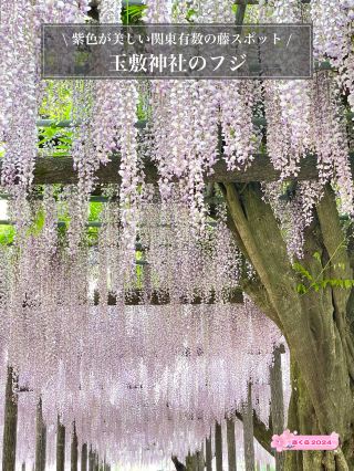 [Wisteria at Tamashiki Shrine/Saitama Prefecture] A famous wisteria spot in the Kanto region with beautiful purple colors