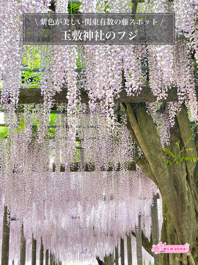 【玉敷神社のフジ/埼玉県】紫色が美しい関東有数の藤スポット 