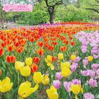 Seoul Forest Park: Tulip Festival 2024 @ Seoul 🇰🇷
