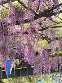 【國領神社/東京都】千年乃藤と飛び出す御朱印