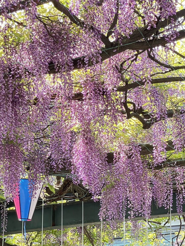 【國領神社/東京都】千年乃藤と飛び出す御朱印