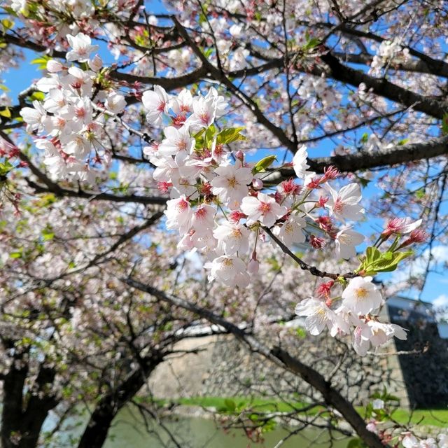 Sakura and the Castle🌸