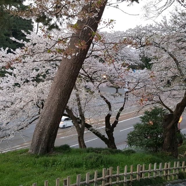 Cherry Blossom at Kanazawa Castle Park