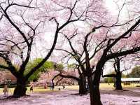 🌸 Cherry blossom bliss! 🌸