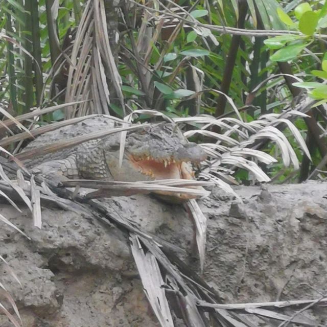 Cabooling with Crocodiles