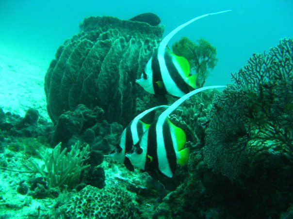 Roach Reefs, a man-made tropical reefs resort.