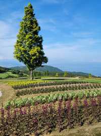 淡路島　大パノラマのお花畑を楽しめる公園🌷