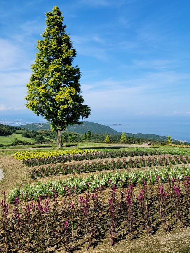 淡路島　大パノラマのお花畑を楽しめる公園🌷