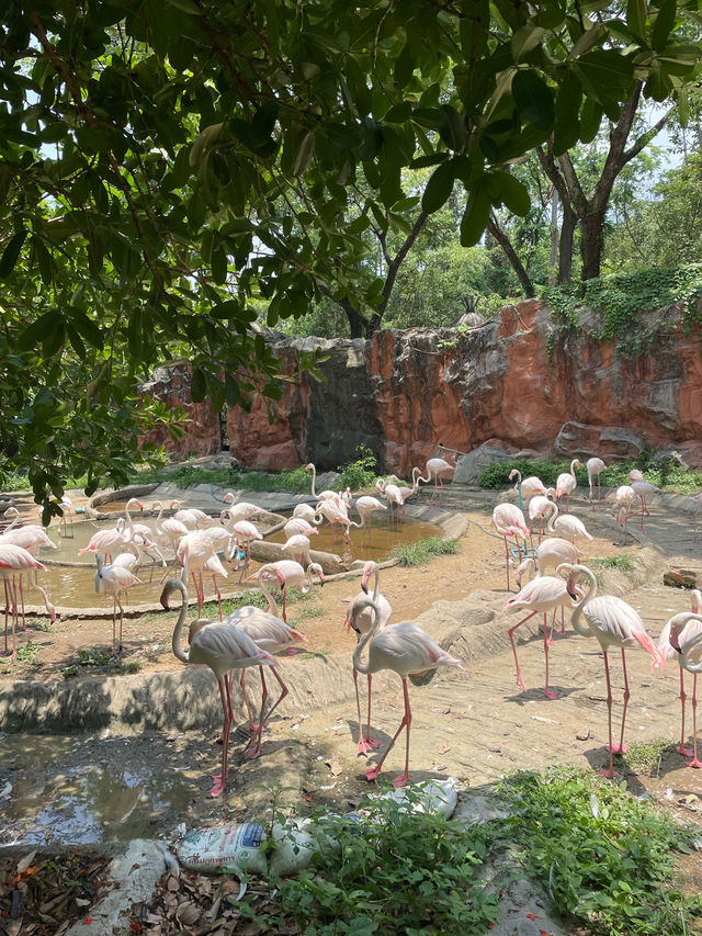 ไปดูสัตว์ที่สวนสัตว์เชียงใหม่