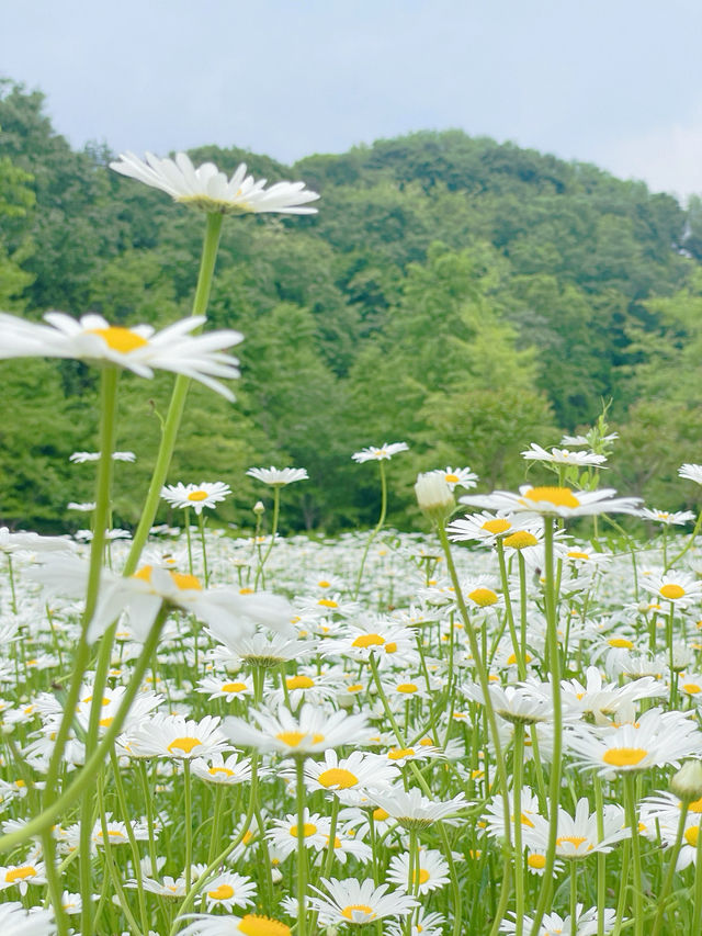 🤍함안 샤스타데이지군락!! 경남근교 제일 예쁜 곳🤍