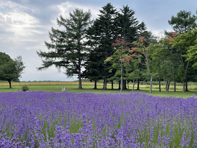 北海道既薰衣草，原來去札幌都有！