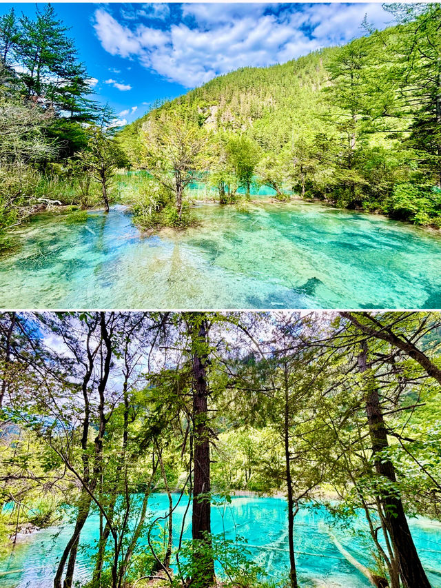【四川】九寨溝之鏡海、雙龍海、雙龍海瀑布：翠藍若碧的湖水、氣勢磅礴的瀑布