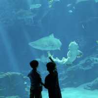 【 福岡之旅。以九州之海為主題的水族館 】 