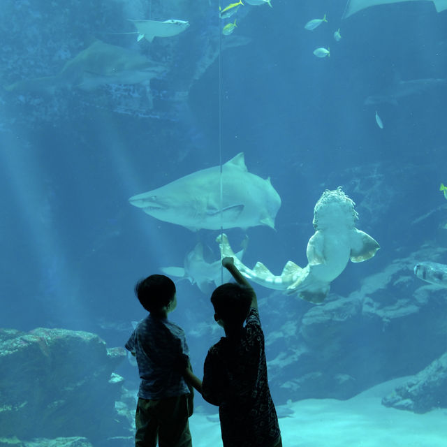 【 福岡之旅。以九州之海為主題的水族館 】 