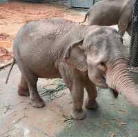 【中山紫馬嶺動物園】乾淨整潔，零距離接觸大笨象🐘！