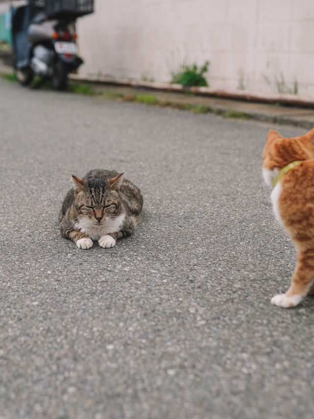 🇯🇵 福岡 絕對貓奴天堂！世界六大貓島之一 相島🐈🏝️