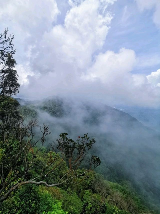 Enchanting Nature Preserve in Cameron Highland