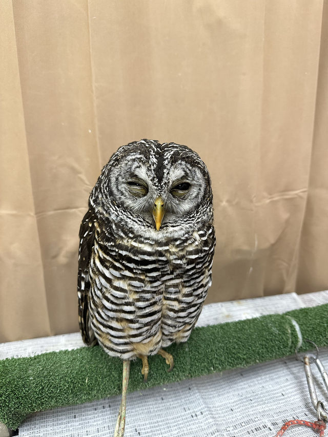 新宿貓頭鷹咖啡廳🦉，超過10隻貓頭鷹🦉等你來！