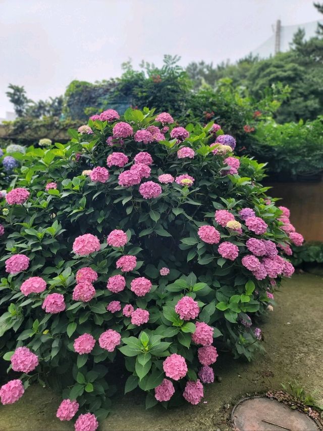 수국이 예쁘게 핀 영도사찰 송남사💜