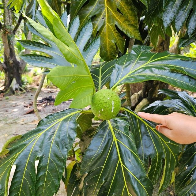 A Unique Fruit Farm 