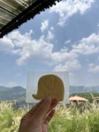 【タイ🇹🇭】世界でここだけ？！ゾウさんと遊べるカフェ！