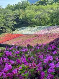〜神奈川県〜超穴場スポット！関東最大！絶景すぎるつつじ畑🌸