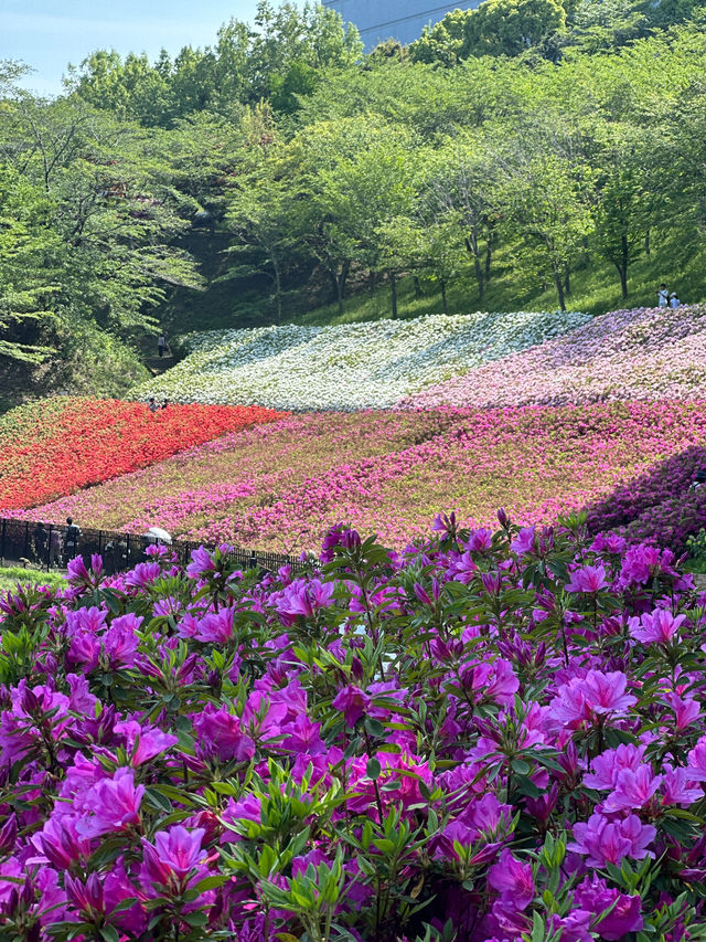 〜神奈川県〜超穴場スポット！関東最大！絶景すぎるつつじ畑🌸