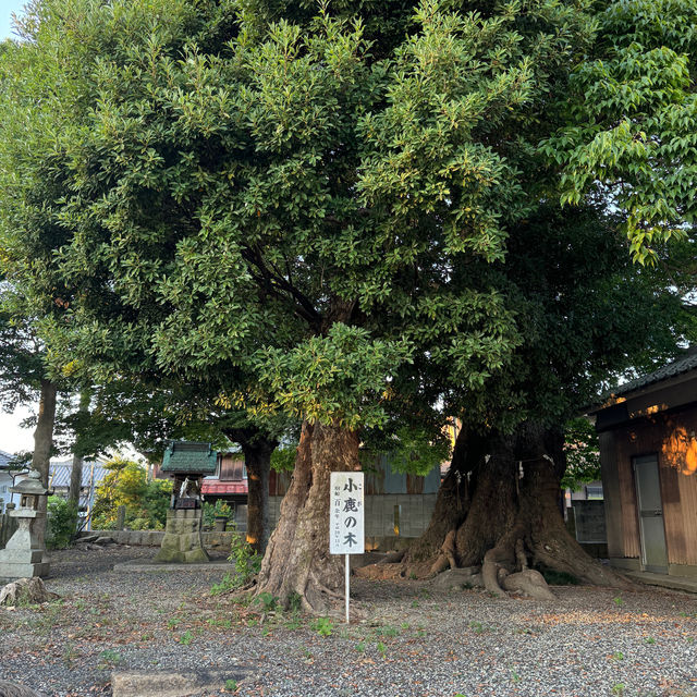 【兵庫県 西脇市】長寿の木！！県指定の天然記念物