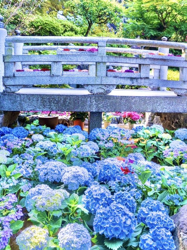 〜奈良県〜由緒あるお寺さん見られる紫陽花！絶景スポット