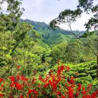  The Hills Are Alive With the Sound of Birds!!!