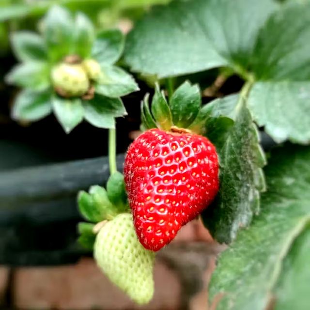 🇲🇾 Berry Bliss at Royal Berry Laman Kak Engku: Pick, Sip, and Savor in Cameron Highlands